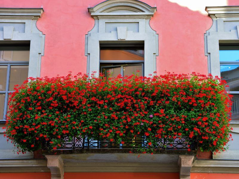 Pink building in Lugano with a beautiful window box full of red flowers.