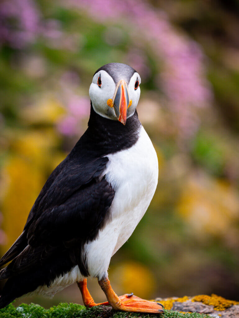 A close-up of a puffin with its colourful orange beak.
