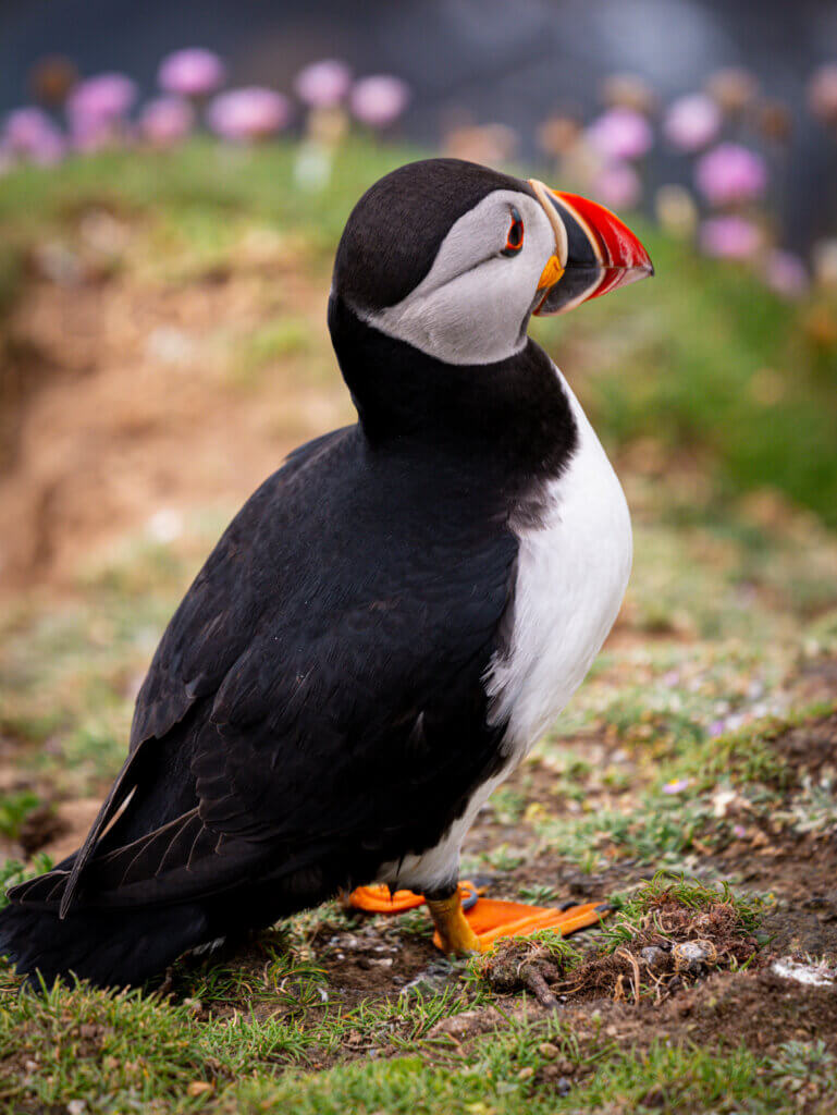 Image of a puffin in its natural habitat at the Cliffs of Moher, showcasing the beauty of the Irish coast.