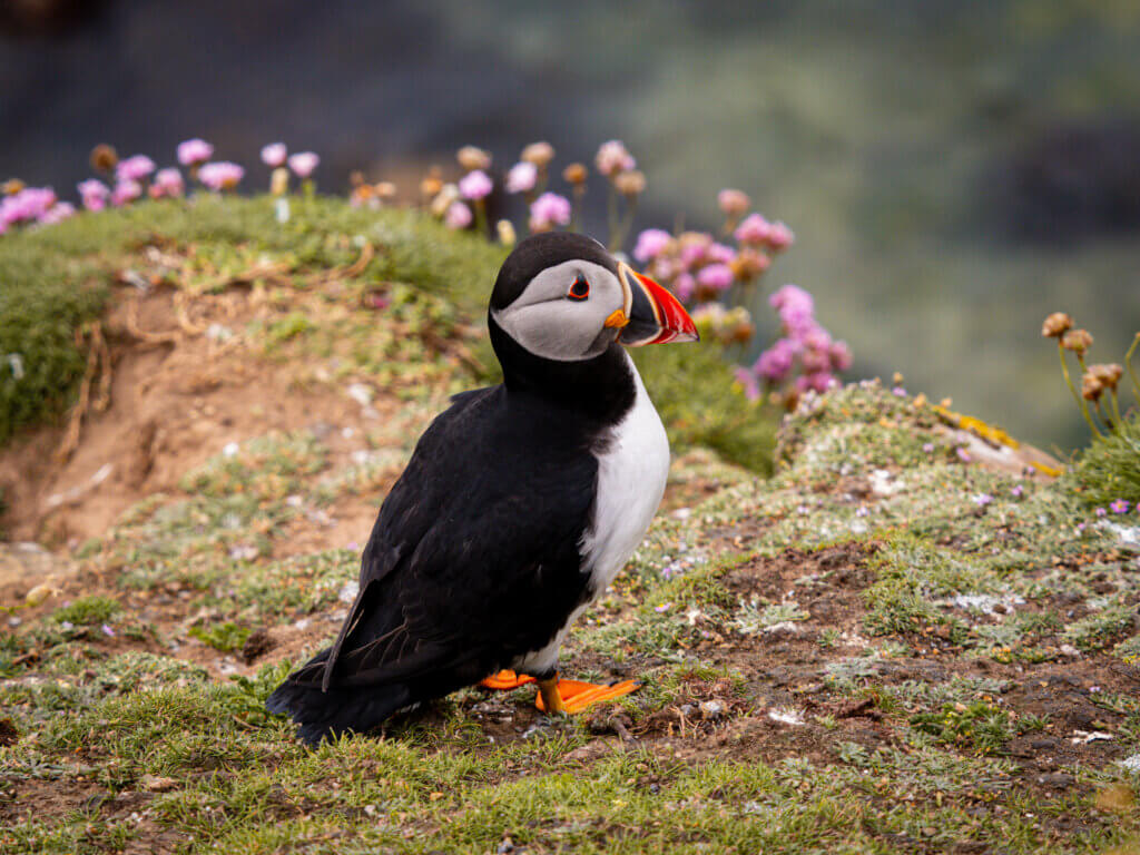 A colourful puffin perched on the edge of the iconic Cliffs of Moher, gazing out at the Atlantic Ocean.