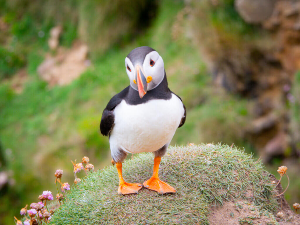 Atlantic puffin at the Cliffs of Moher, a UNESCO World Heritage Site in Ireland.