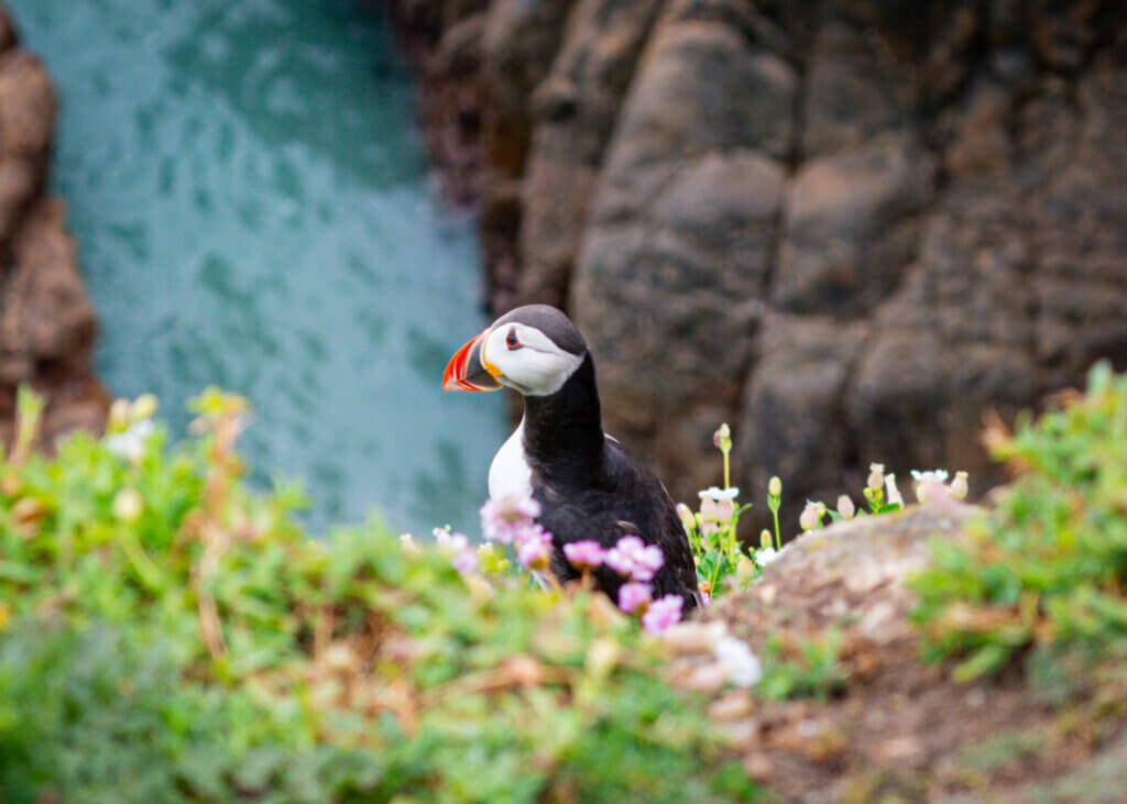 Photo of a puffin, a seabird known for its colourful beak and playful personality, at the Cliffs of Moher.