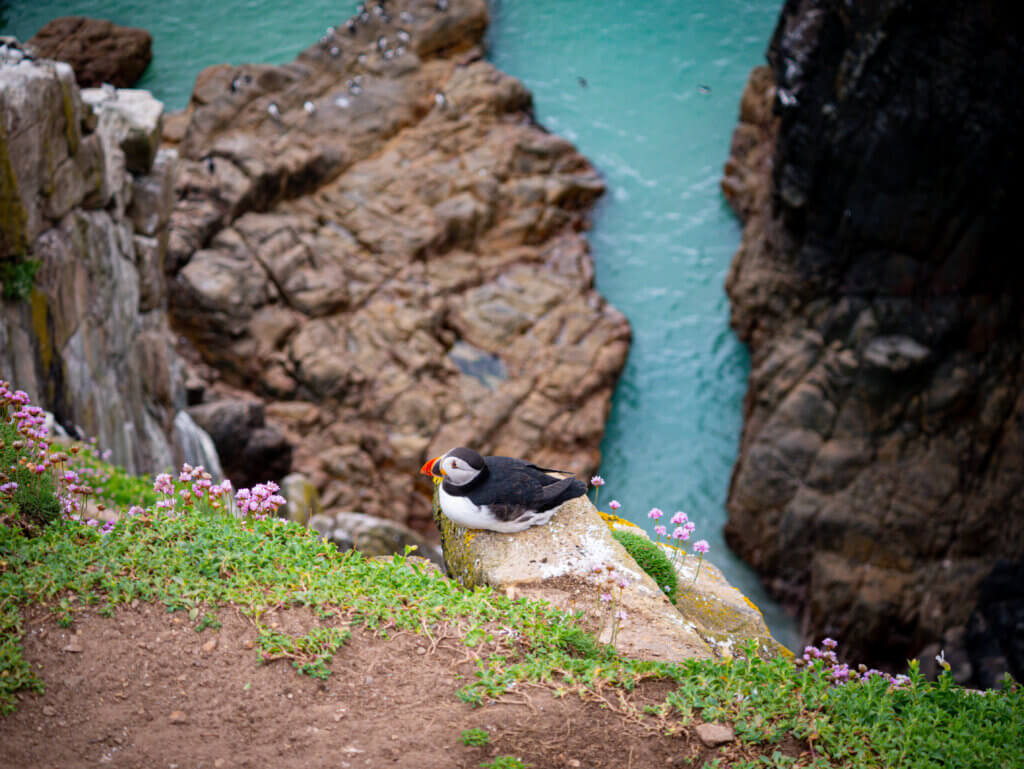 Puffin perched on the edge of the Cliffs of Moher, Ireland, in its natural habitat on the Wild Atlantic Way.