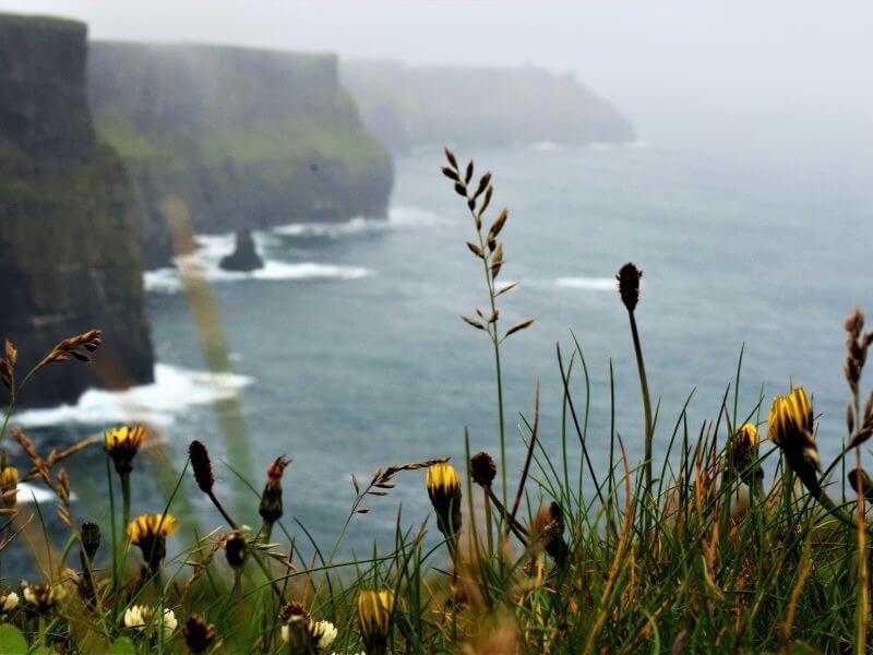 Close-up photo of a vibrant yellow wildflower blooming on the edge of the windswept Cliffs of Moher , Ireland.