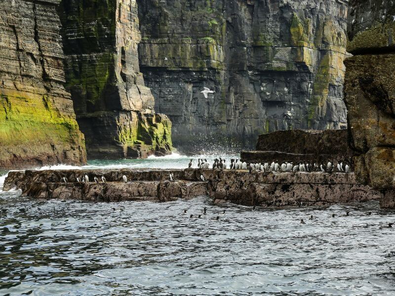 A flock of seabirds perched on rocks at the base of the majestic Cliffs of Moher. Waves crash around them.