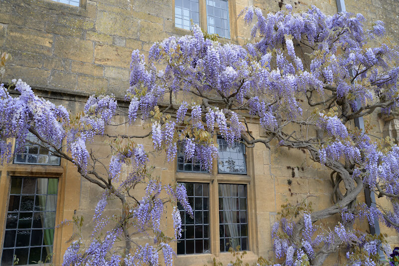 A purple wisteria tree climbs up the wall  of a honey-coloured stone cottage in the Cotswolds.