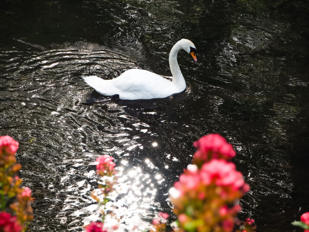 A swan swims on a tranquil river winding through the countryside village of Bibury in the Cotswolds."