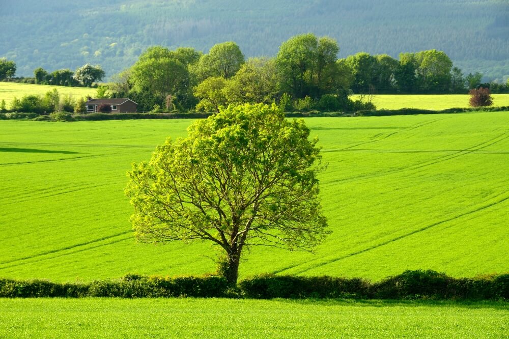 A single tree in a green field in the countryside of Tipperary.