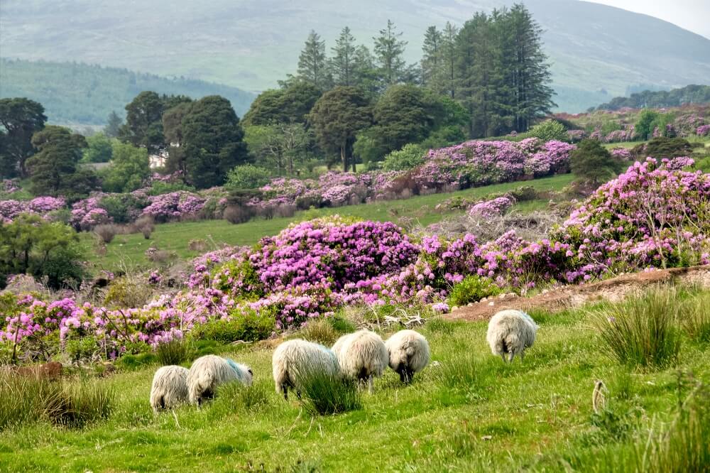 Field of rhodedendrons and sheep in the Irish countryside in Tipperary, Ireland.