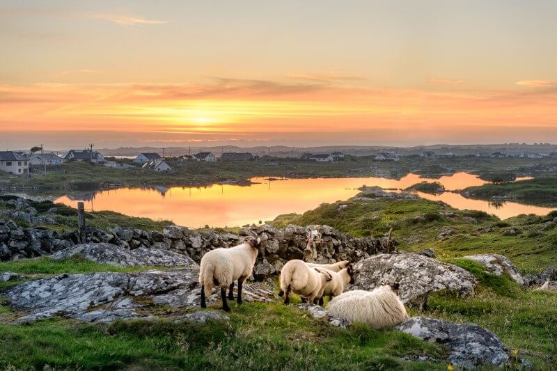 Sheep grazing in a field at sunset in Connemara. A place of wild and rugged beauty.