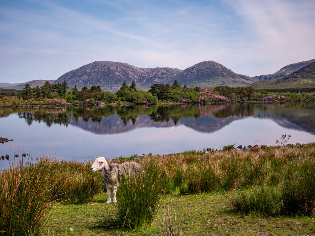 A Connemara sheep stands at the lake reflecting the Twelve Bens mountain range in Connemara.