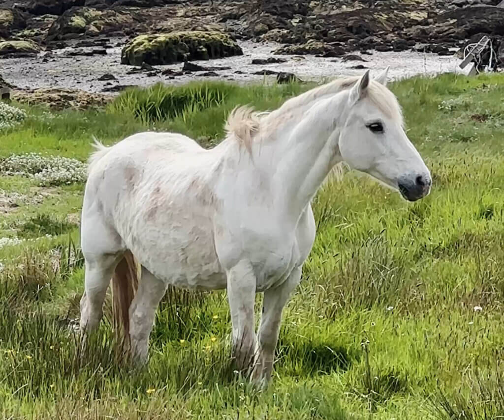 White Connemara pony in a field of green grass in Connemara, Ireland.