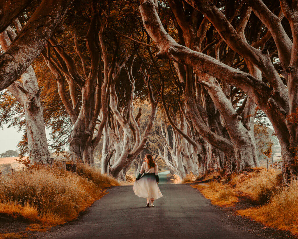 The dark hedges during autumn in Ireland.