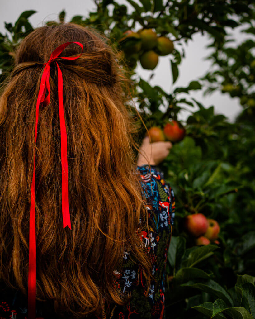 Woman picking apples during autumn in Ireland.