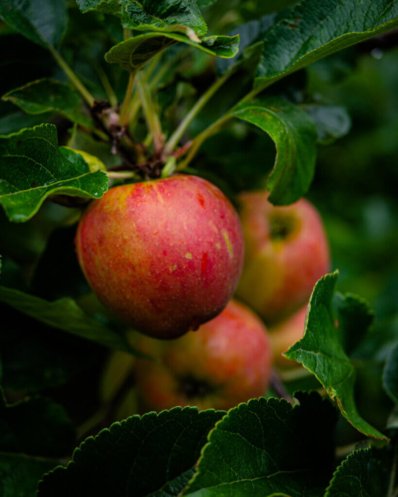 Apples ready for picking on an apple tree in Ireland.