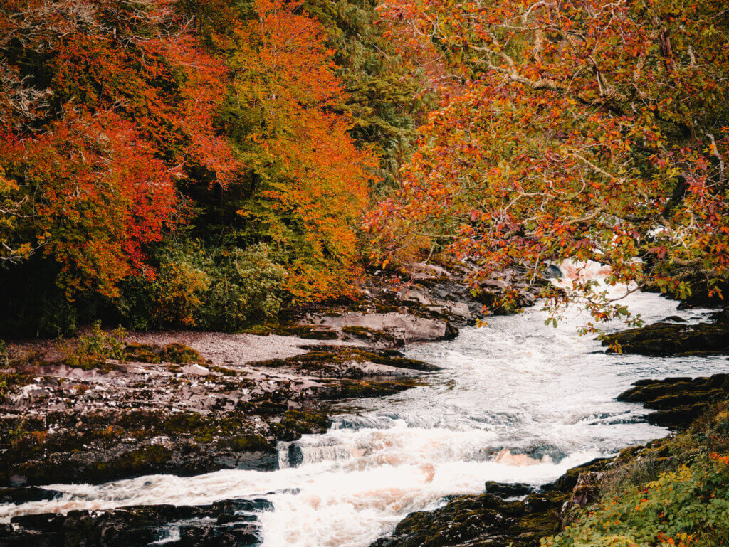 Orange and red leaves on the trees during autumn in Ireland.