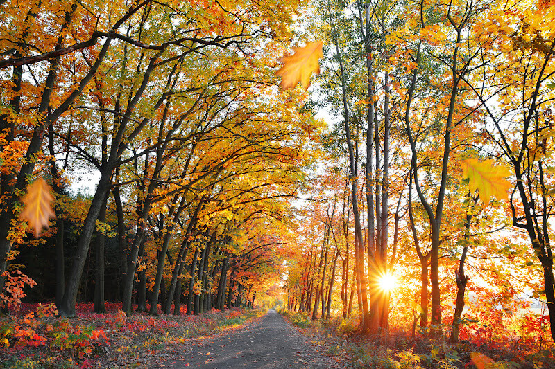 Autumn trees in Ireland