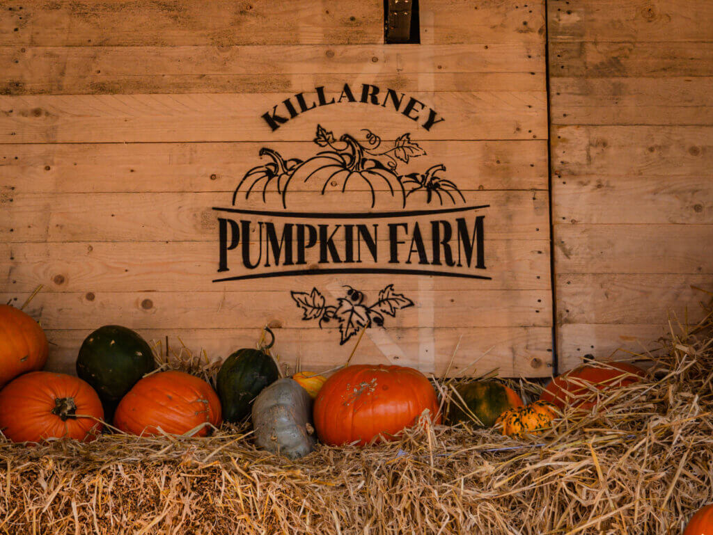 Wooden sign with Killarney Pumpkin Farm painted on it, surrounded by pumpkins.