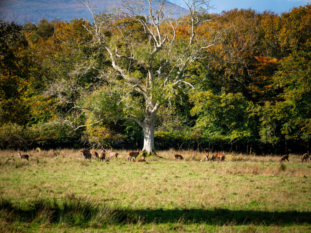 Deer around a tree in Killarney National Park during Autumn in Ireland.