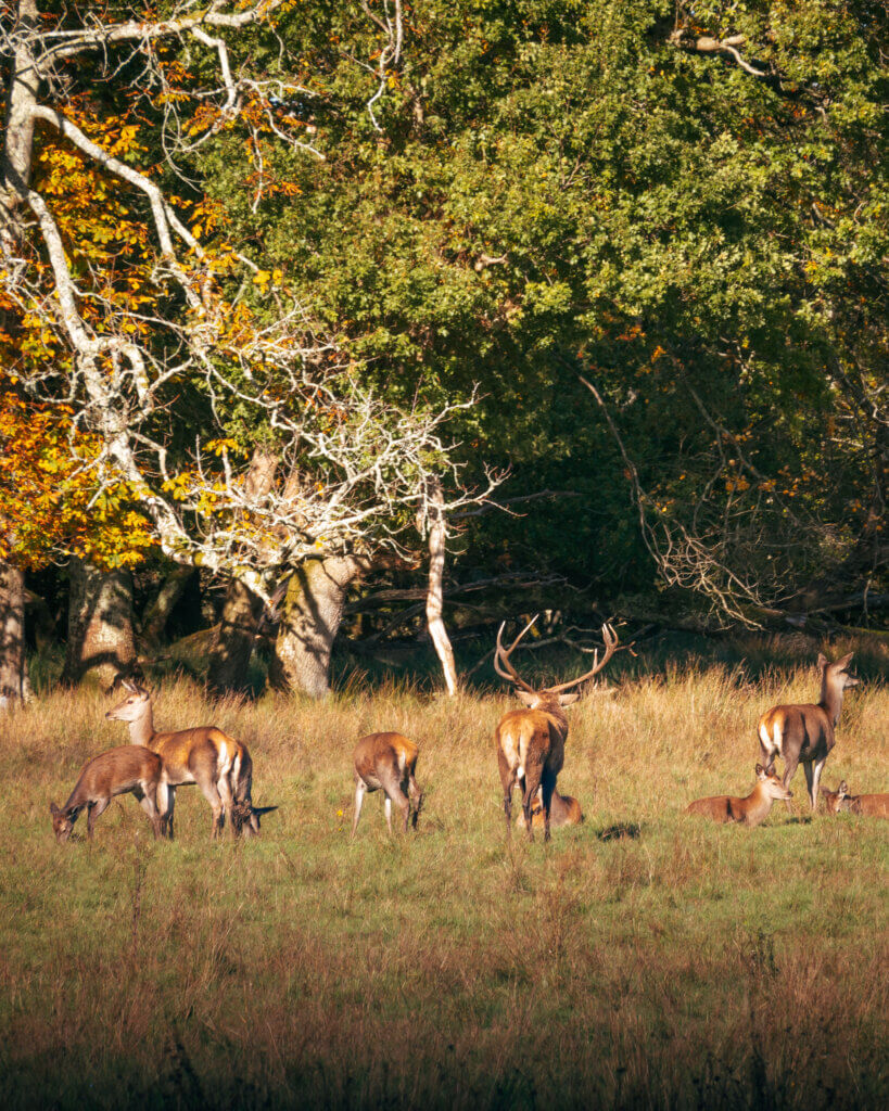 Deer in Killarney National Park during autumn in Ireland.