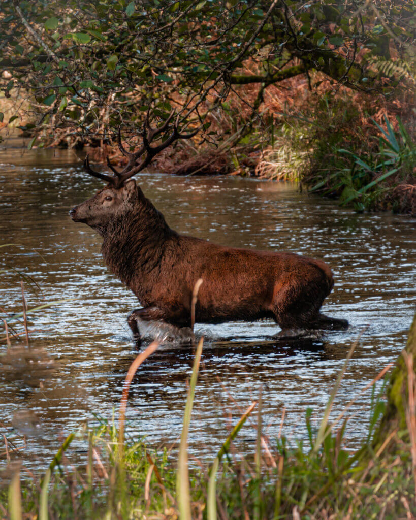 Stag standing in the water at Killarney National Park in Ireland.