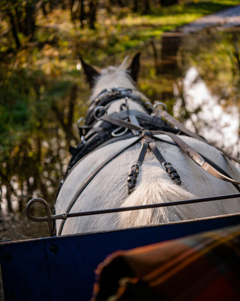 Jaunting Car in Killarney National Park. 