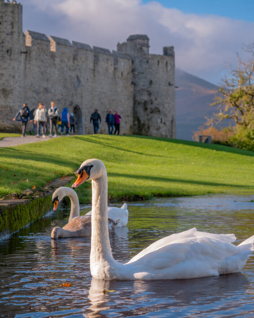 Swans at Ross Castle in Killarney National Park in Ireland.