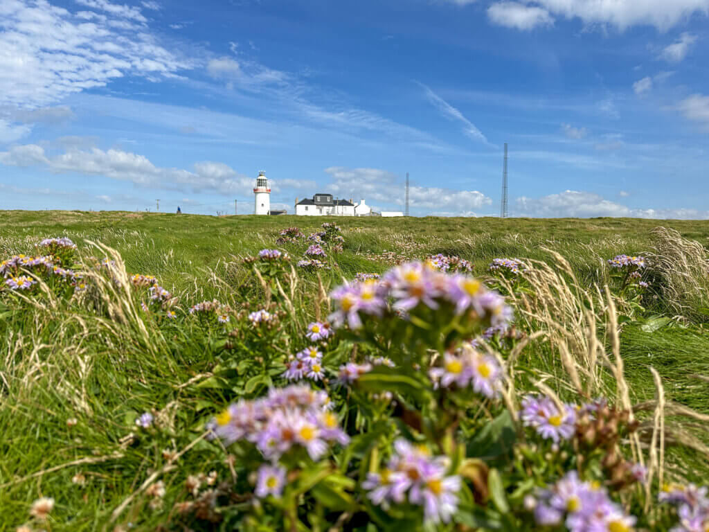 Loop Head Lighthouse surrounded by wildflowers and greenery in the summer.