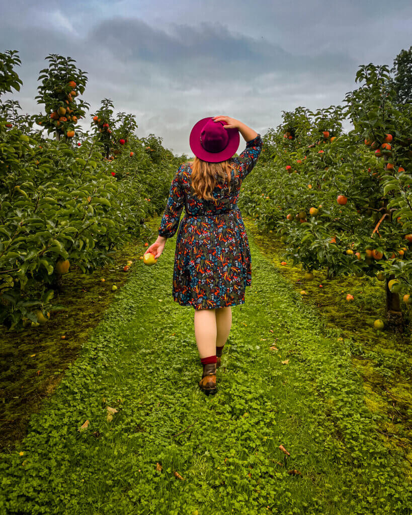 Woman wearing a purple hat picking apples in an apple farm during autumn in Ireland.