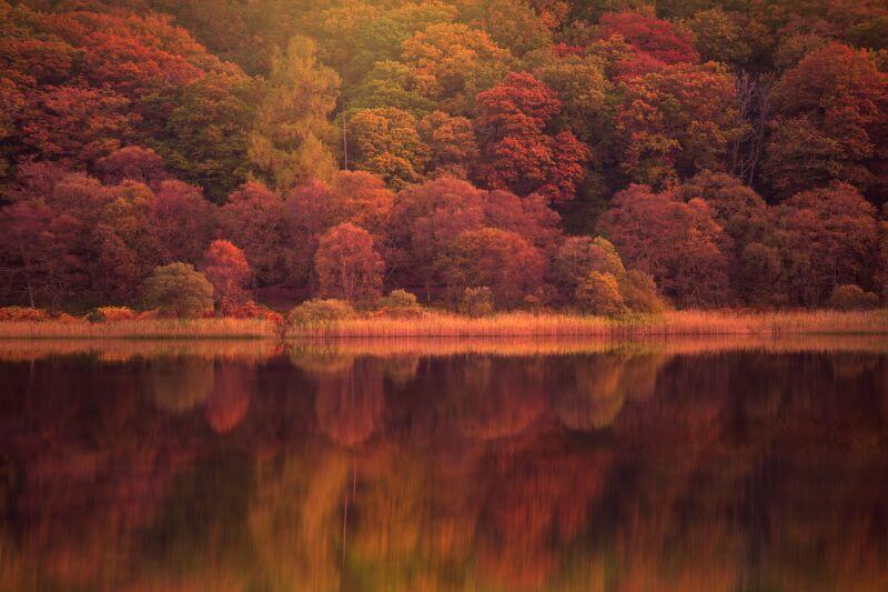 Autumn trees reflected on a lake in Ireland.