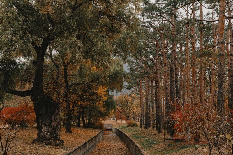 The orange and red hues of Coole Park in Galway during fall in Ireland.