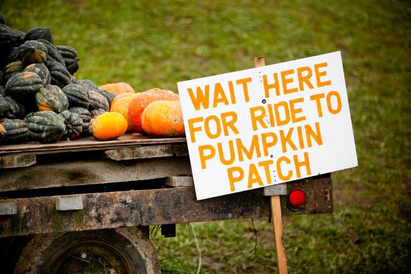 Harvested pumpkins on display at a pumpkin farm in Ireland. A sign reads "wait here for ride to pumpkin patch".