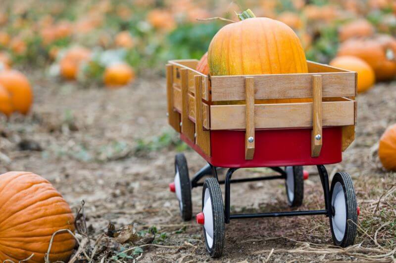 Autumn decorations and pumpkins at a farm shop in Ireland.