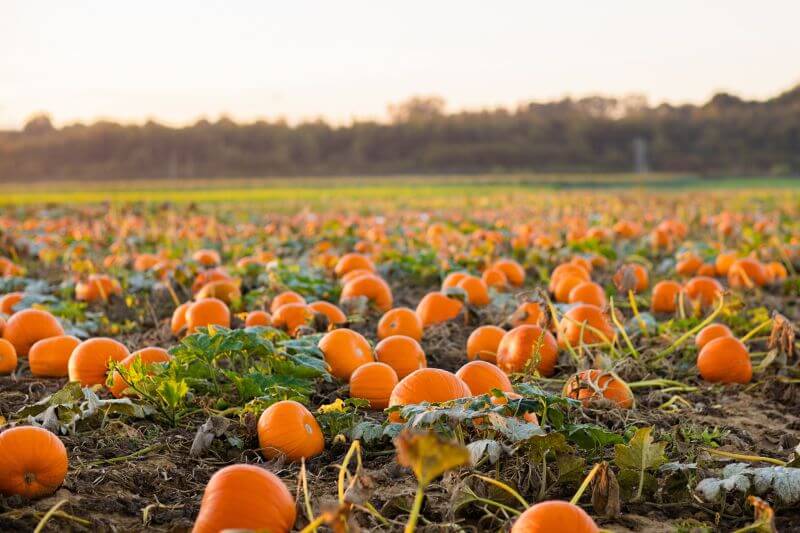 Large pumpkins ready for picking at a pumpkin farm in Ireland.